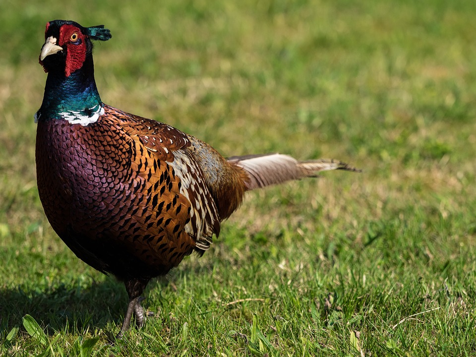 14,000 Ring Necked Pheasants to be Released Throughout Ohio Scioto Post