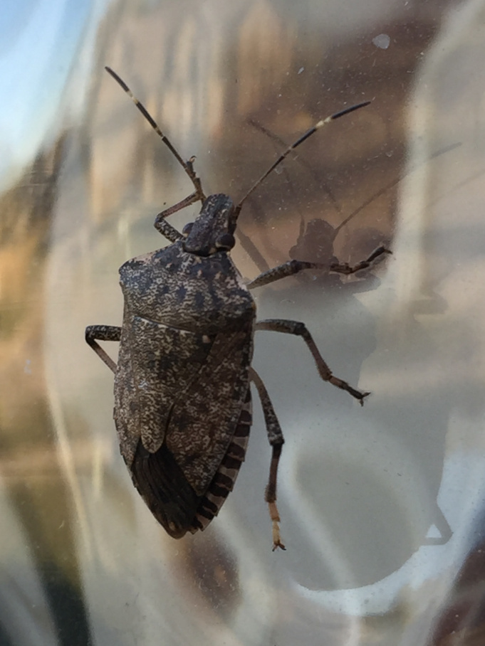Putrid Insects Stinkbugs are Invading Now, What Can You Do? - Scioto Post
