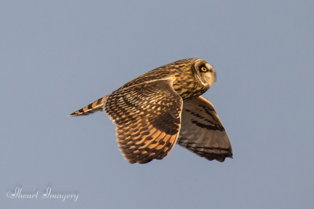 Photographs of the Short Eared Owl Diving for Dinner Scioto Post