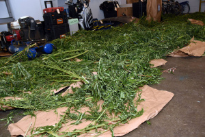 seized catnip weed franklin