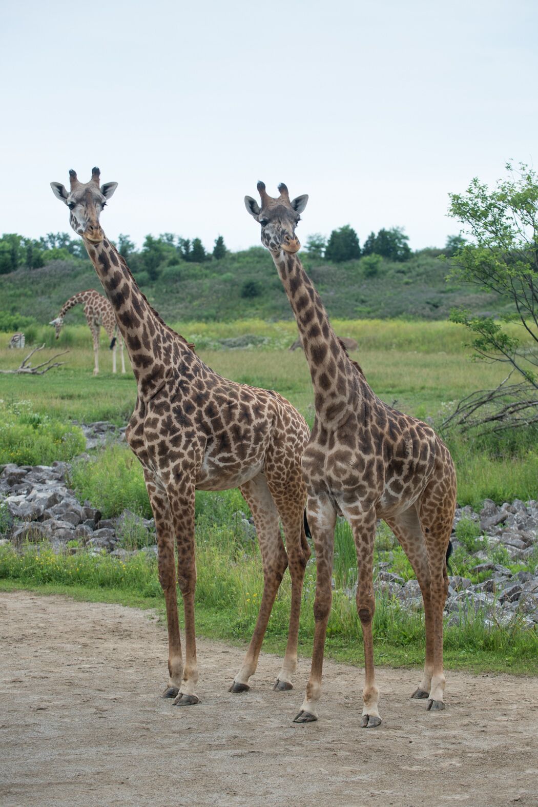 columbus zoo careers