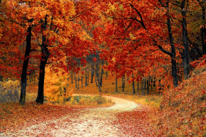 Ohio’s Fall Colors Are Spreading Across the State, but May not Be here for Pumpkin Show