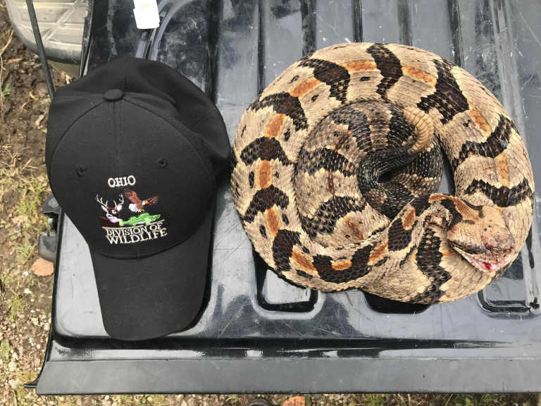 Endangered Rattlesnake Found in Northeast Ohio! Scioto Post