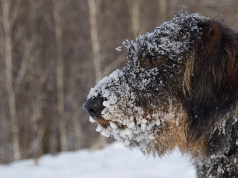 Bring Them Inside – Protecting Your Pets During Cold Weather