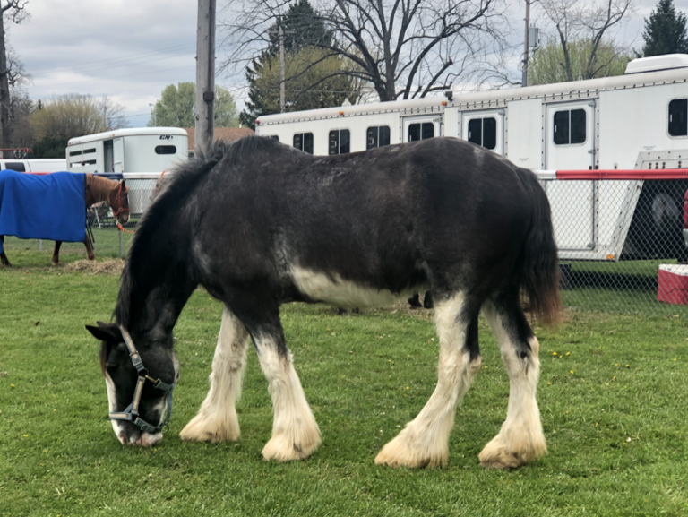 Ashville Viking Festival Returns to Invade Pickaway County Scioto Post
