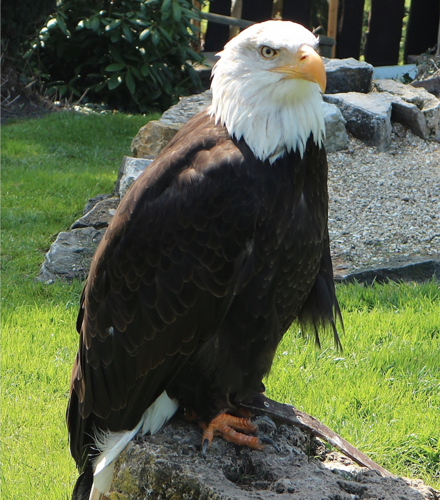 Veterans day la zoo