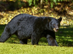 Black Bear Sightings Reach Record High in Ohio as Population Continues Recovery