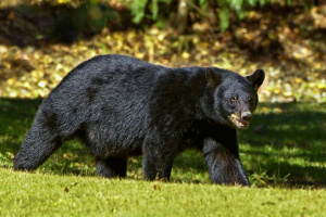 Black Bear Sightings Reach Record High in Ohio as Population Continues Recovery