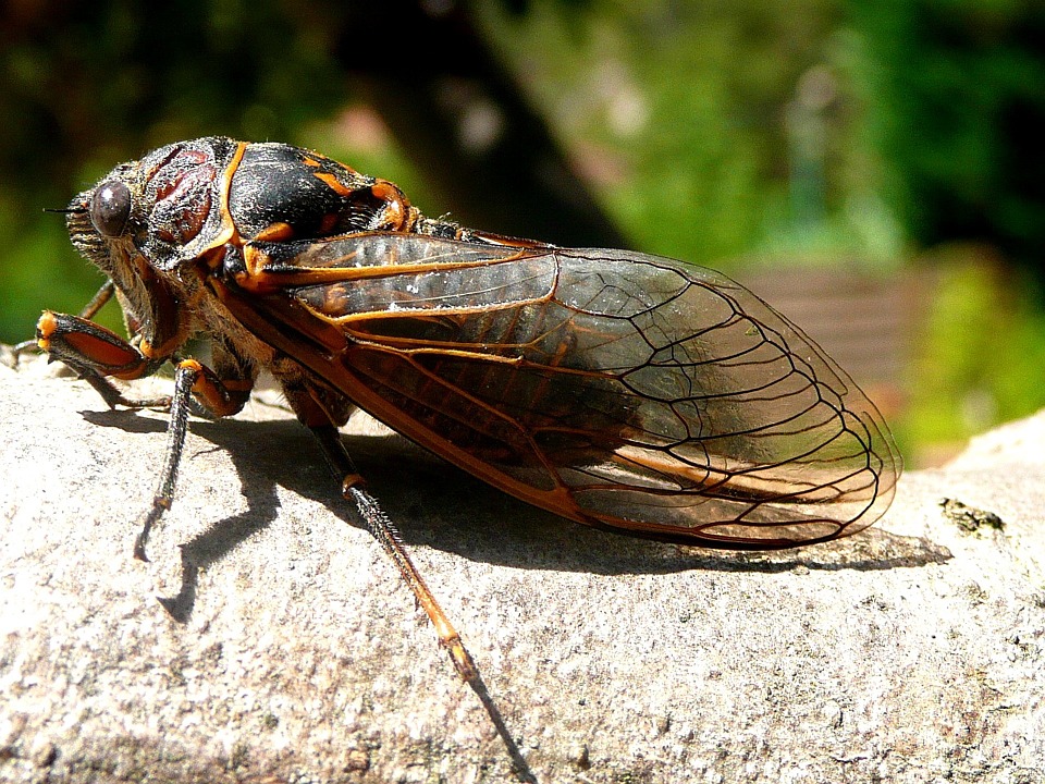 17 Year Cicada Brood Will Bloom in MidMay in Ohio, Pennsylvania, and