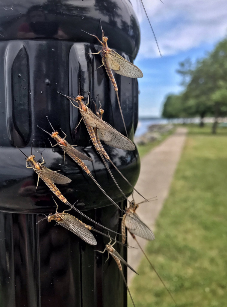 Mayflies Swarm to Port Clinton, Horde So Big it is Seen on Radar