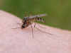 La Crosse Virus Reported in Pickaway and Ross Counties