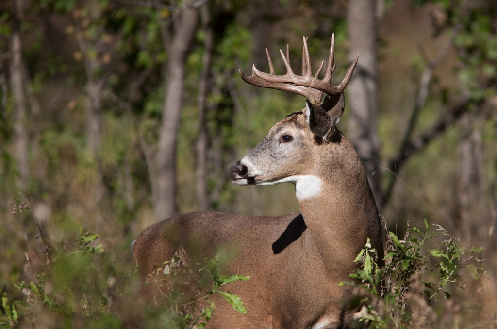 Ohio Hunters Record Strong Opening Day Harvest with Nearly 27,000 Deer Taken Scioto Post