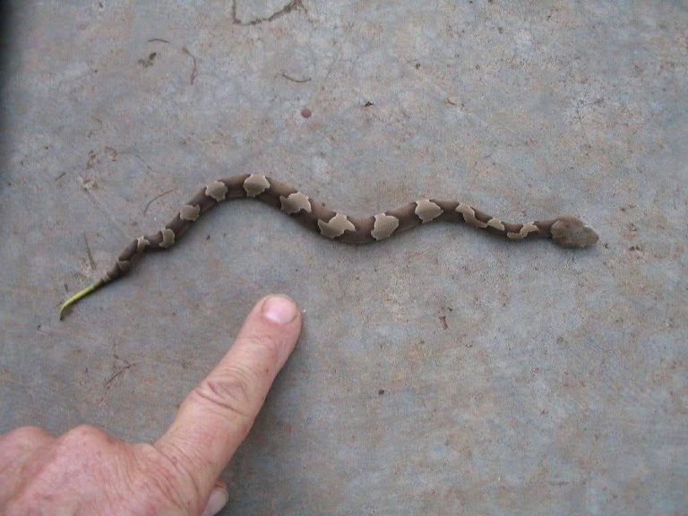 How Far Do Baby Copperheads Travel From Nest?