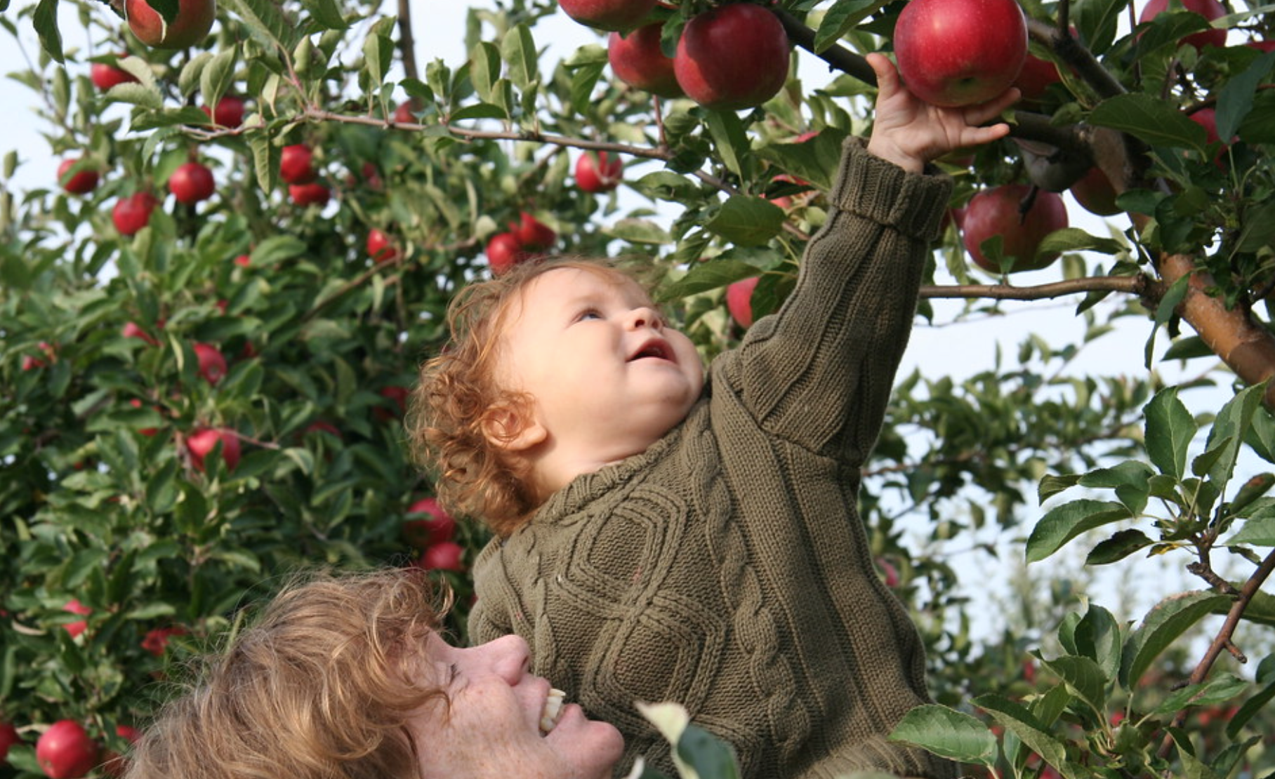 Флера яблоки. Фруктовые деревья для сада. Сбор урожая. Сбор фруктов. Сбор яблок в саду.