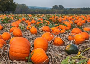 NOAA Forecast Predicts Warmer-Than-Normal Fall — Good News for Pumpkin Show?