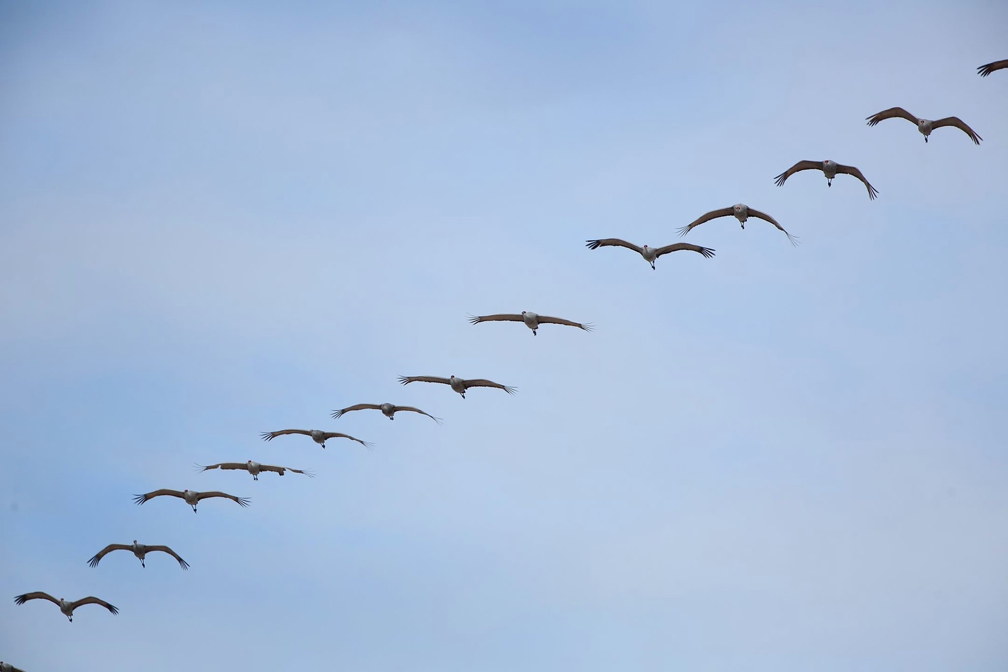 LOOK UP! Sandhill Cranes are are Migrating Though This Week - Scioto Post