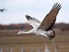 Citizen Scientists Wanted: Pickaway County Joins Statewide Sandhill Crane Survey