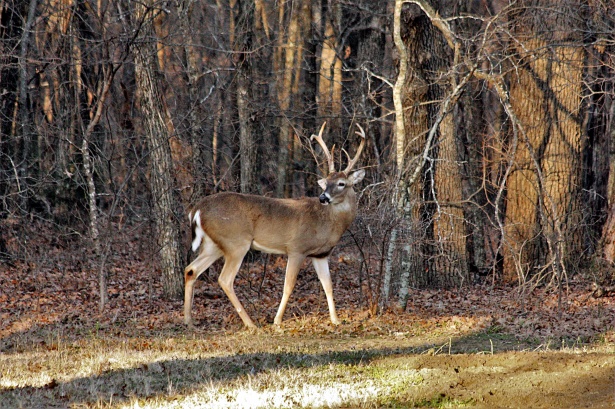 Chronic Wasting Disease: There are no zombie deer - YouTube