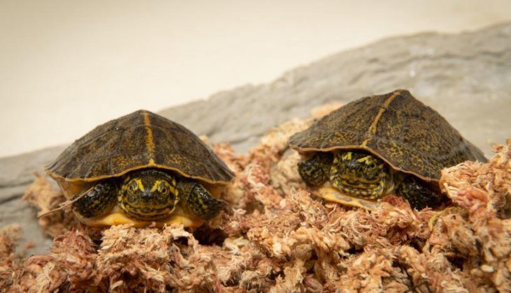 Zoo Hatches Endangered Turtles in Breeding Milestone - Scioto Post