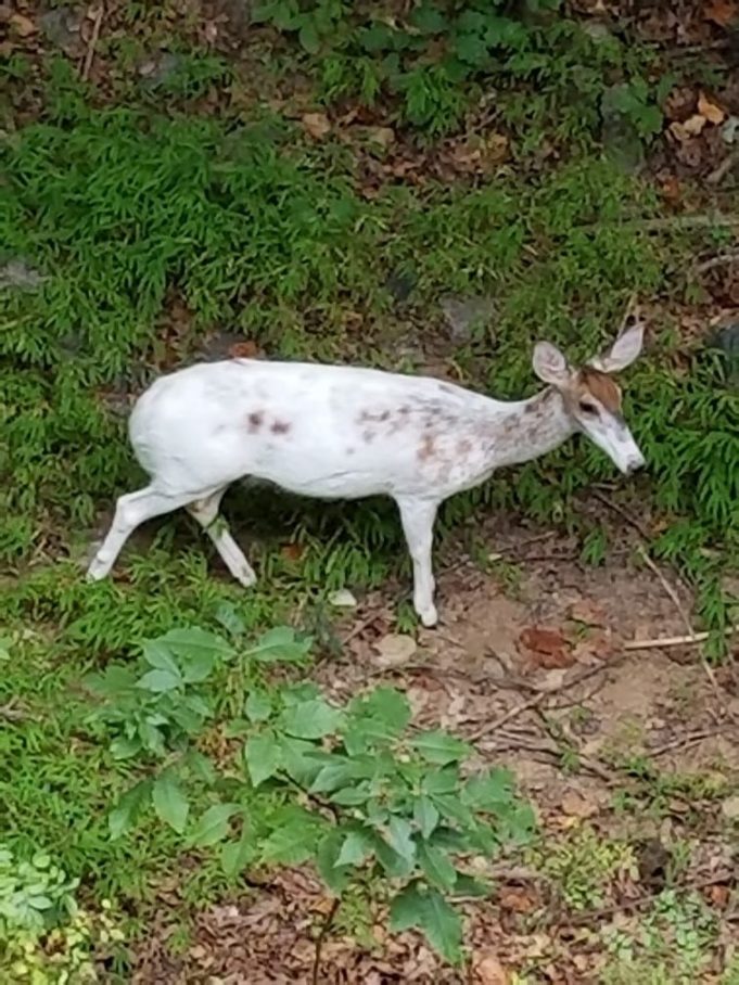 Rare Piebald Deer Spotted in North Carolina Scioto Post