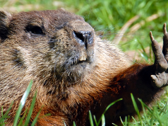 Groundhog Day 2026: Punxsutawney Phil Predicts Six More Weeks of Winter