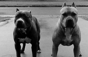 An Ohio Woman Was Saved By Her Two Pitbulls