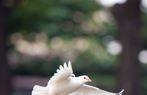 Chillicothe OH- Jessie Sanford (December 5, 1986 – February 15, 2020)