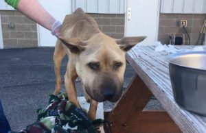 Butler County OH- Sheriff Searching For Owner of Emaciated Dog