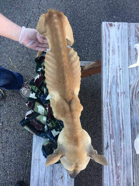 Butler County OH- Sheriff Searching For Owner of Emaciated Dog - Scioto ...