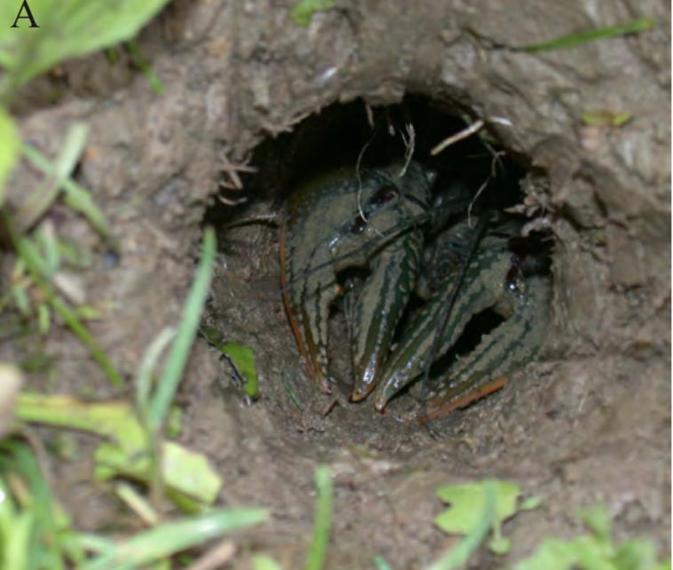 People are Seeing Crawdads in Their Yards in Ohio, and They are Realizing  They Live There - Scioto Post