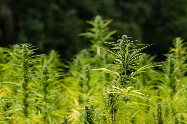 Ohio’s recreational marijuana sales surpassed $702.5 million in first ...