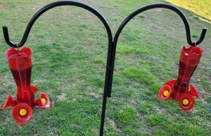 How To Make Your Own Hummingbird Nectar (Without Dye)