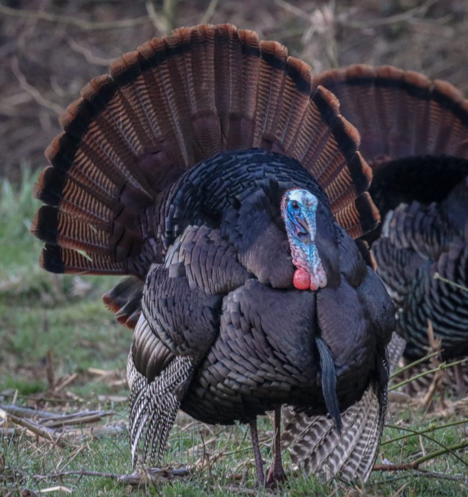 ODNR Ohio Opening Day of 2020 Turkey Season a Success Scioto Post