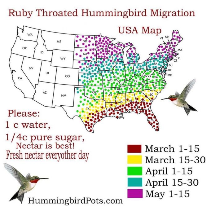 Hummingbirds are Back Get Your Feeders Out Scioto Post