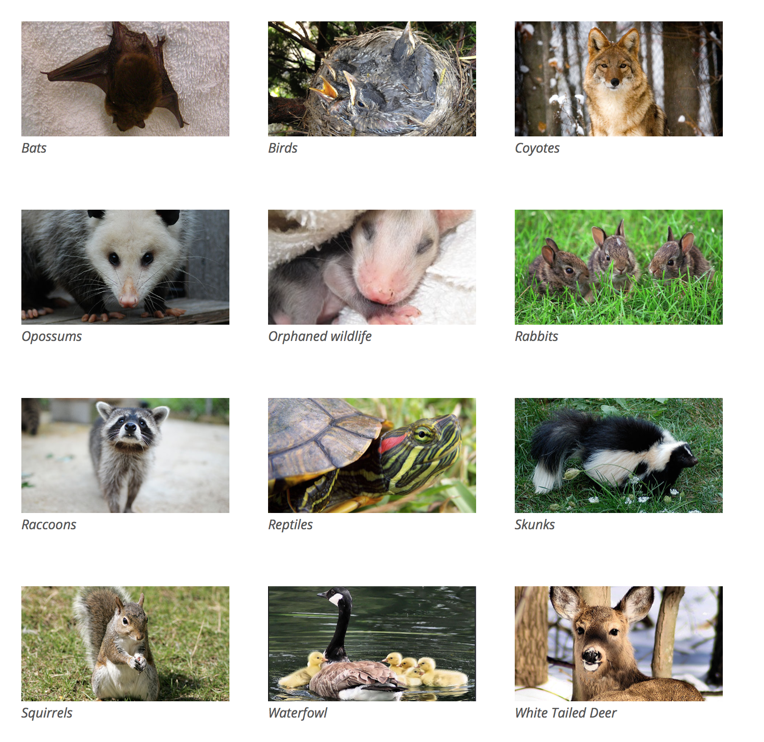 It Spring Time: Found a Baby Animal? Heres What to Do - Scioto Post It Spring Time: Found a Baby Animal? Heres What to Do - Scioto Post