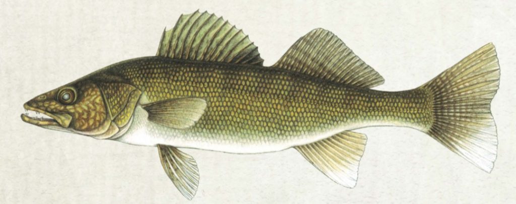 ODNR Another Record Year Expected For Lake Erie Walleye