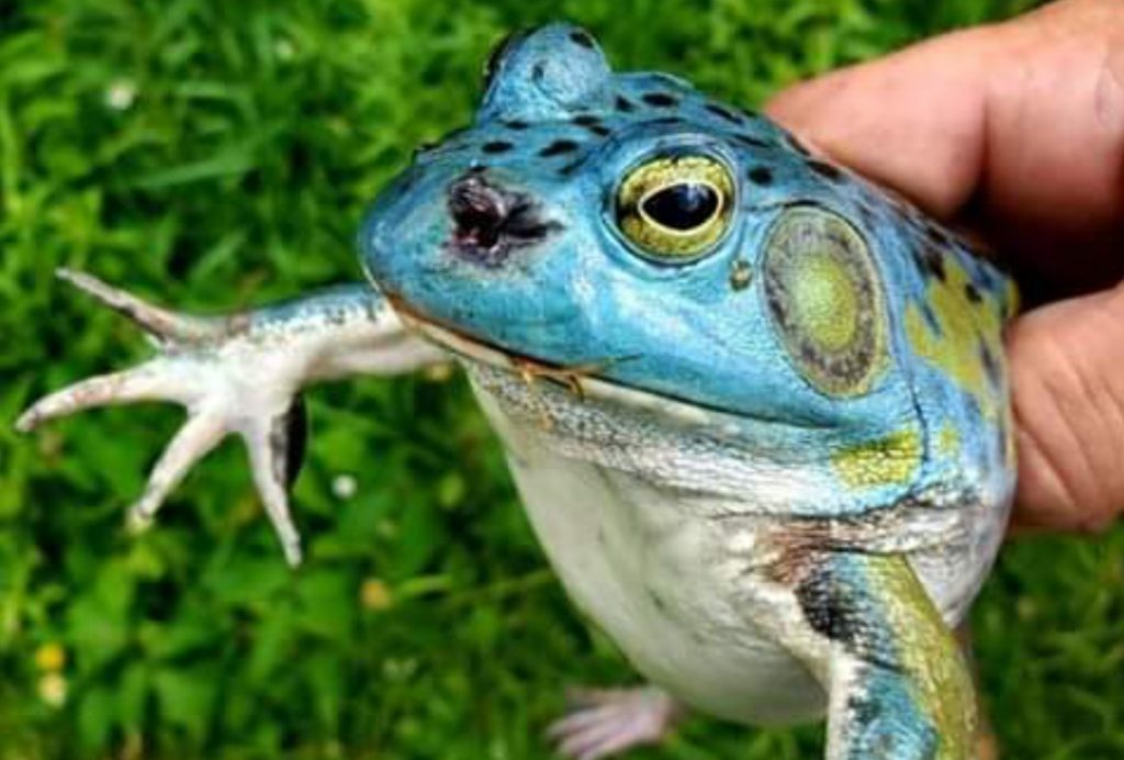 OHIO Blue Bullfrog Considered One in a Million Sight Scioto Post