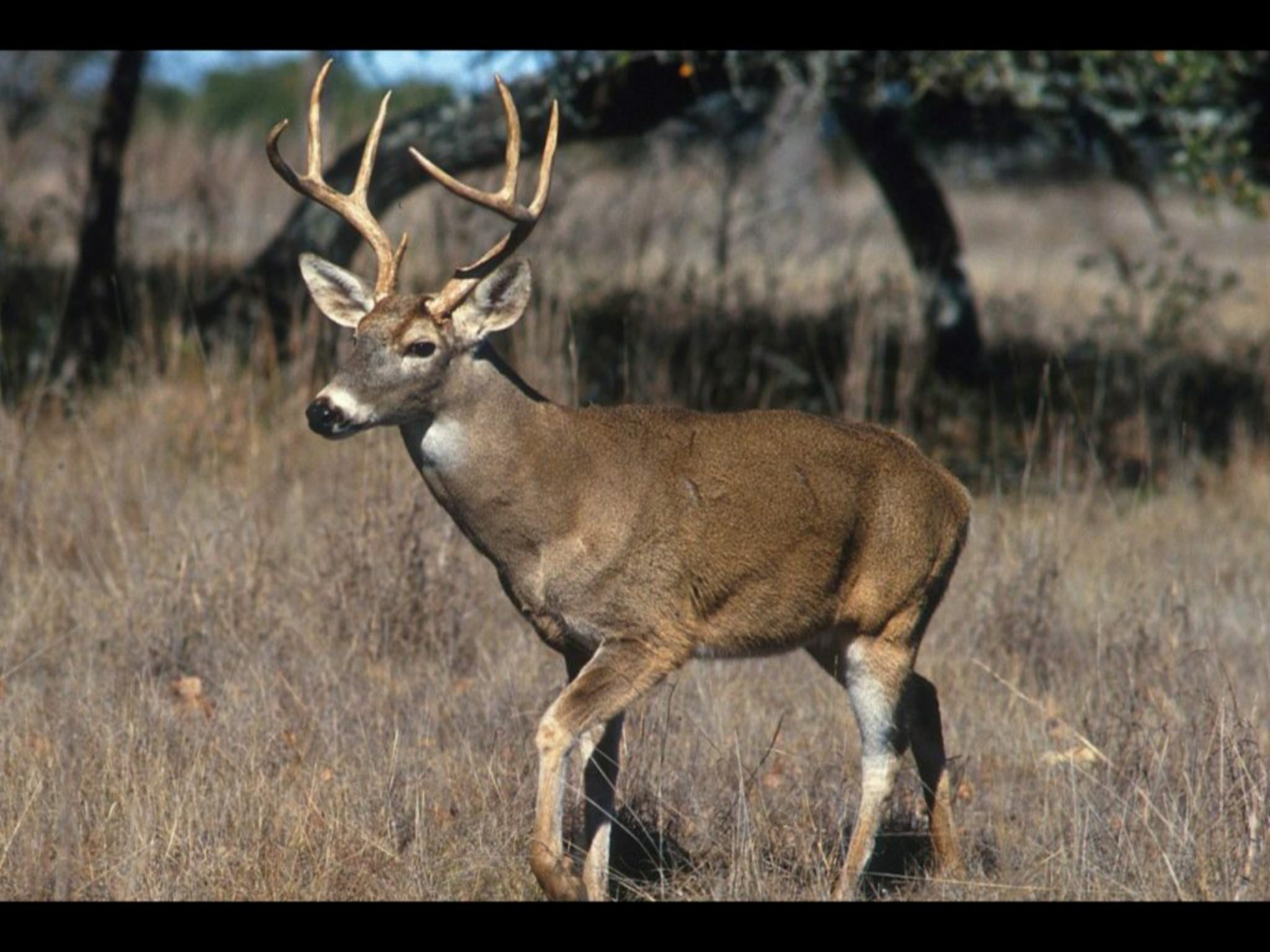 Ohio Division of Wildlife Don't About Extended Gun Season White