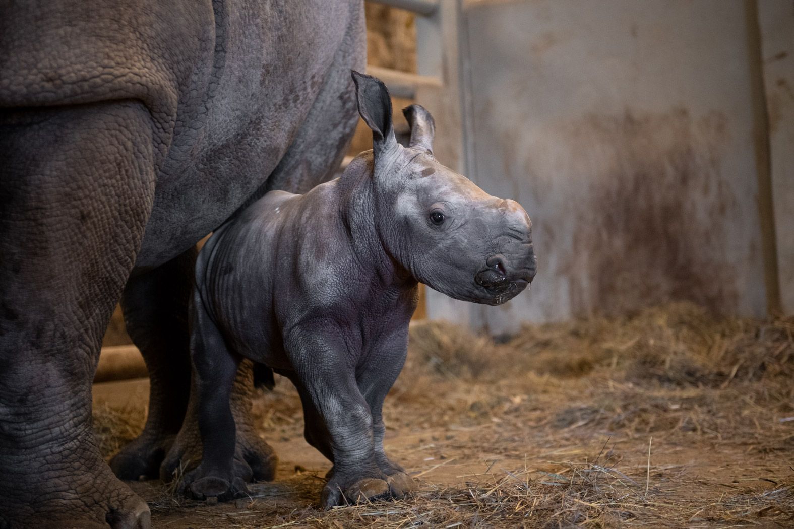 javan rhinoceros baby