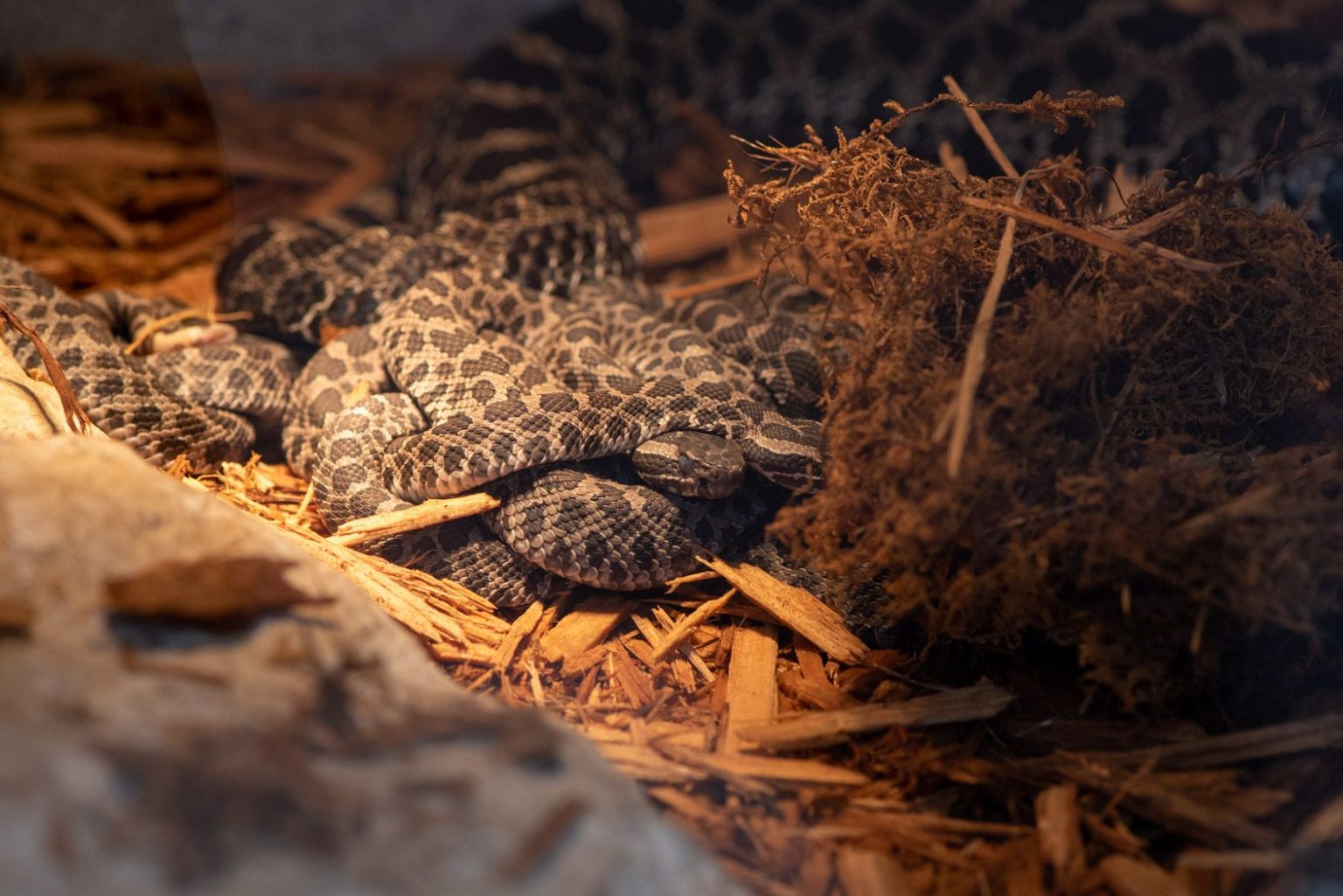 AWWW How Cute! Columbus Zoo and Aquarium Announce Baby Eastern