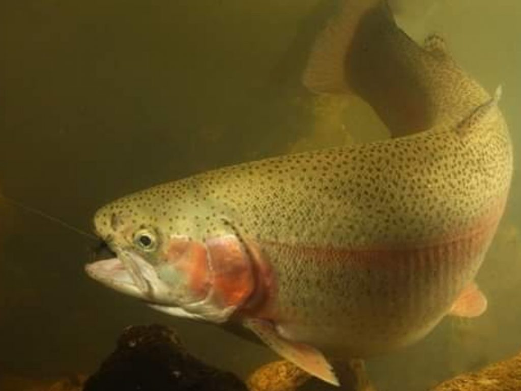Ohio Mark Your Calendars, Local Rainbow Trout Release Dates Announced