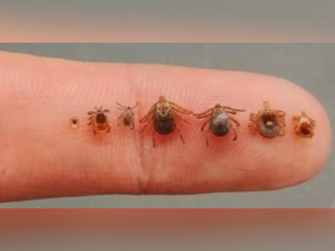 ODNR Ohio Has Three Medically Important Species of Ticks People Should
