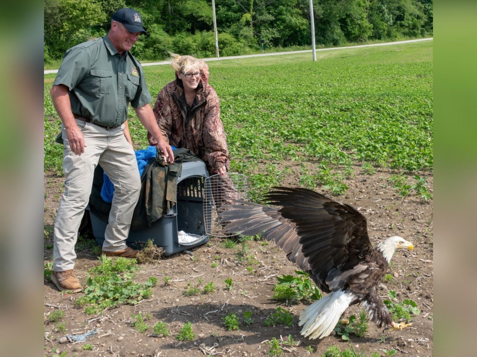 ODNR- 28 Year Old Bald Eagle Returns to Wild After Injury Rehab