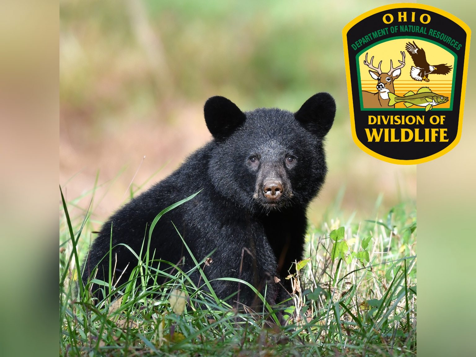 Ohio Division of Natural Resources Reports Black Bear Found Dead on U.S.33 Scioto Post
