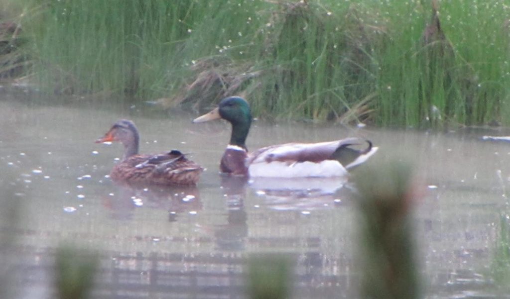 Woman's persistent efforts lead to rescue of Moody Pond ducks