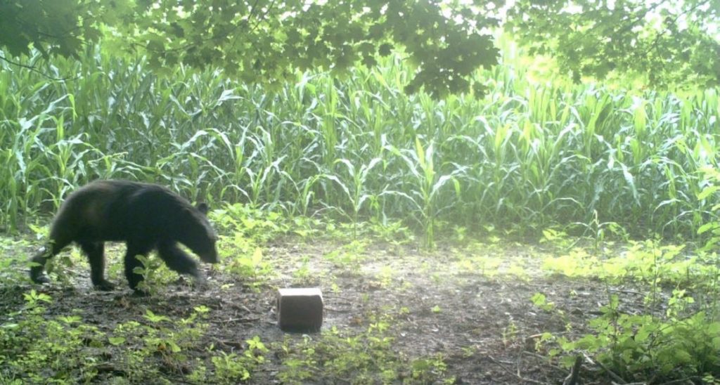 Black Bear Sightings Increasing in Ohio Scioto Post