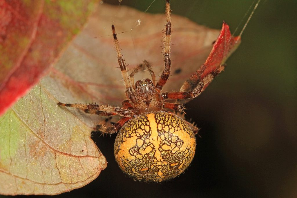 The Pumpkin Spider