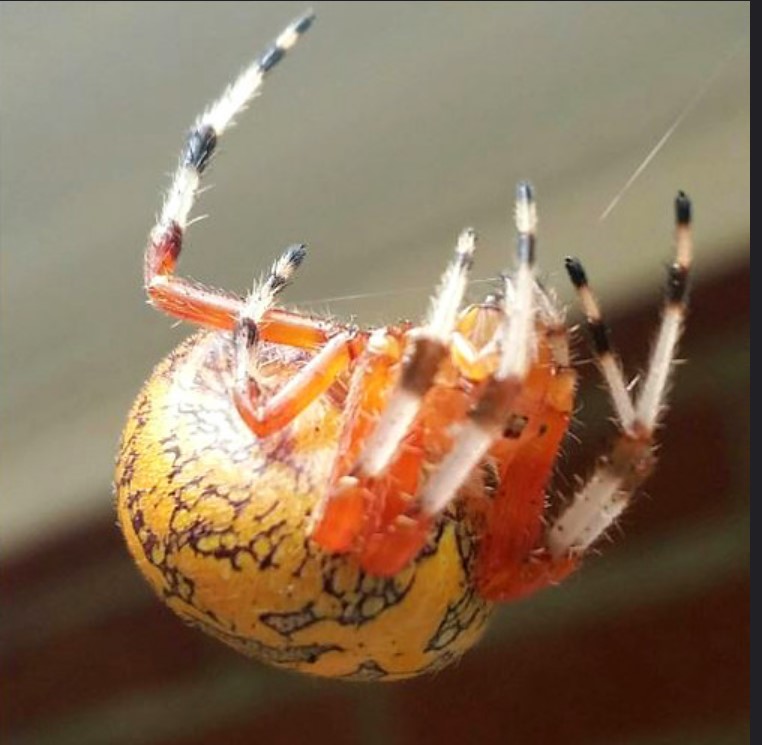 It's spooky spider season in the Midwest: Meet the orb weaver