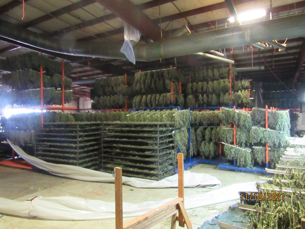 500 Million in Marijuana and Only One Gun in Giant Weed Bust in Oregon
