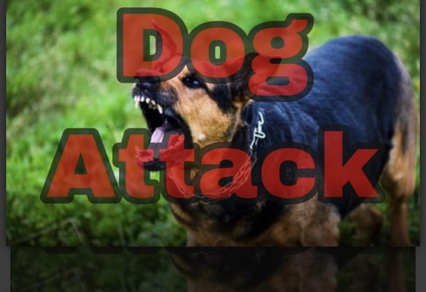 Dog Warden Cites Owner, Orders 10-Day Quarantine After Alleyway Dog ...
